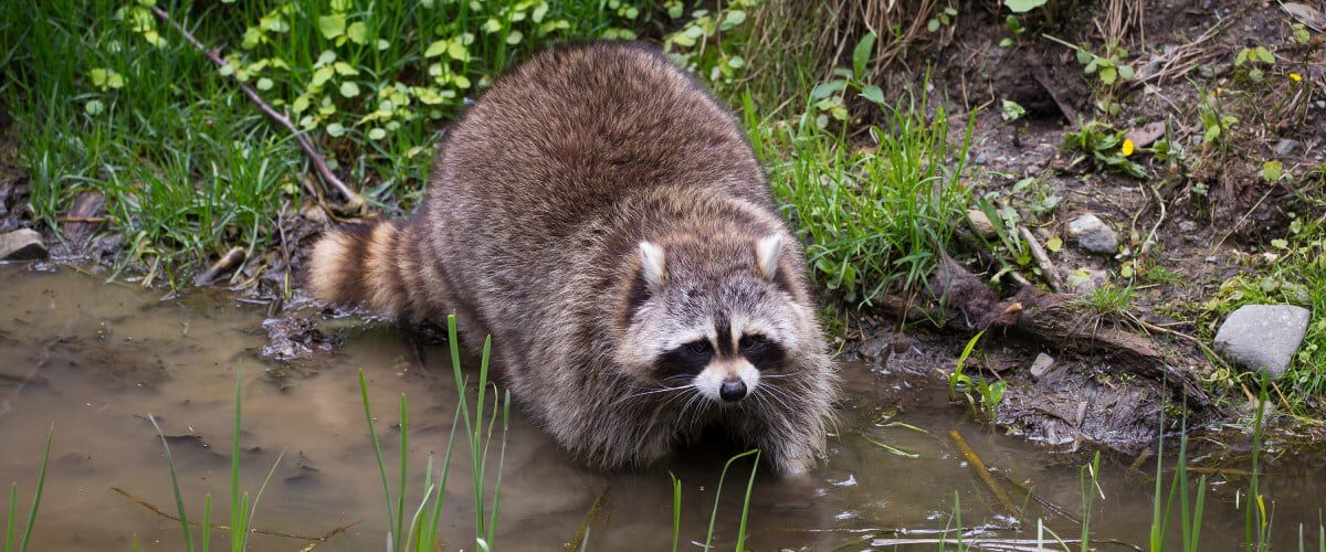 raccoon by a small stream