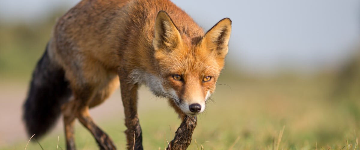Fox walking in the grass