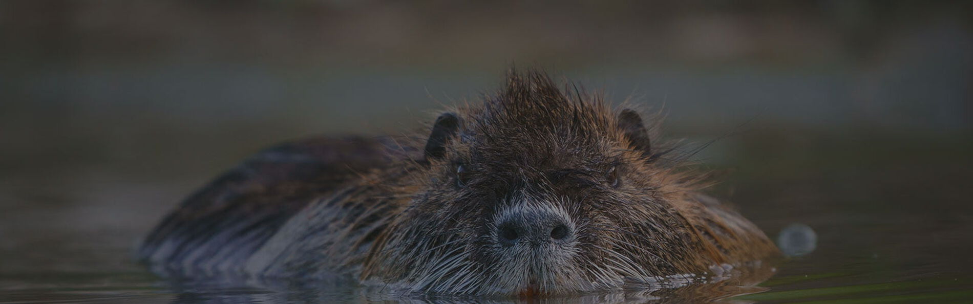 Nutria swimming in water